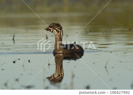 Pied billed Grebe  swimming in a lagoon, La Pampa province, Argentina. 106827992