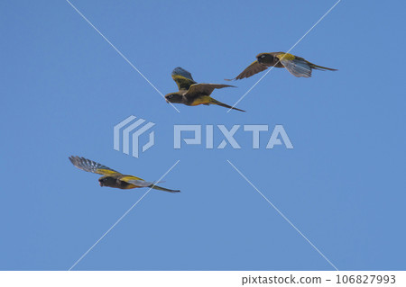 Burrowing Parrot in flight, La Pampa Province, Patagonia, Argentina Burrowing Parrot in flight, La Pampa Province, Patagonia, Argentina 106827993
