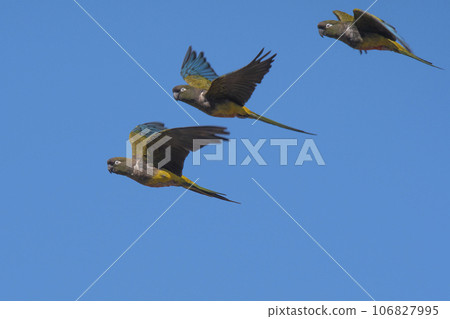 Burrowing Parrot in flight, La Pampa Province, Patagonia, Argentina Burrowing Parrot in flight, La Pampa Province, Patagonia, Argentina 106827995