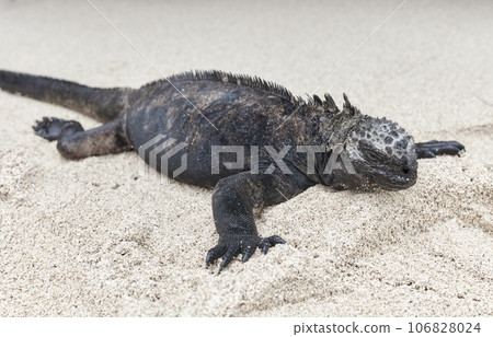 Galapagos marine iguana on sand, selective focus, Ecuador. Galapagos marine iguana on sand, selective focus, Ecuador. 106828024