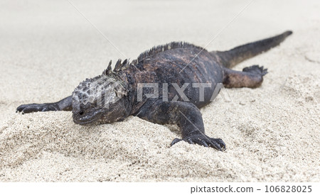 Galapagos marine iguana on sand, selective focus, Ecuador. 106828025