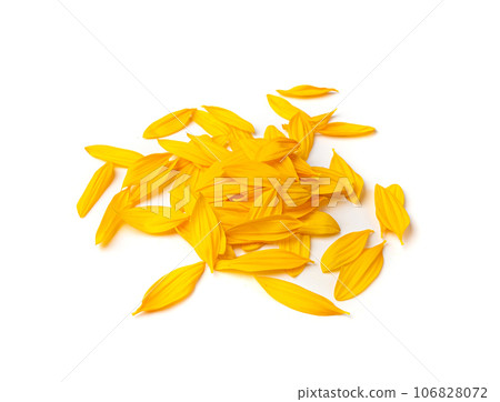 Yellow Petals Isolated, Sunflower Petal Pile, Orange Blossom Design Yellow Petals Isolated, Sunflower Petal Pile, Orange Blossom Design 106828072