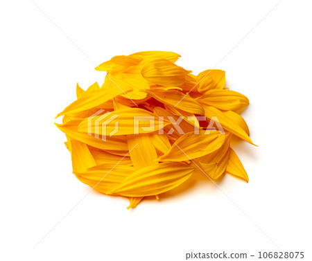 Yellow Petals Isolated, Sunflower Petal Pile, Orange Blossom Design Yellow Petals Isolated, Sunflower Petal Pile, Orange Blossom Design 106828075