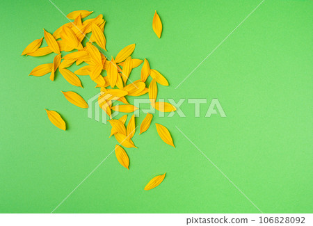 Yellow Petals Isolated, Sunflower Petal Pile, Orange Blossom Design Yellow Petals Isolated, Sunflower Petal Pile, Orange Blossom Design 106828092