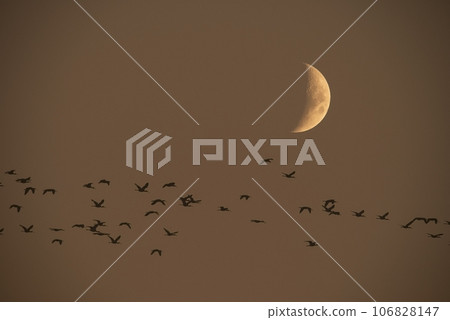 Moon in a clear sky before dark Moon in a clear sky before dark 106828147