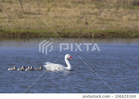 Coscoroba swans with chicks, La Pampa Province, Patagonia, Argentina. 106828169