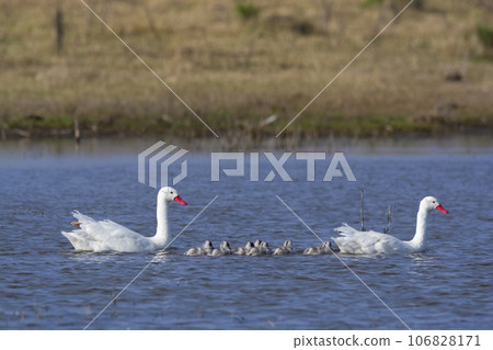 Coscoroba swans with chicks, La Pampa Province, Patagonia, Argentina. 106828171