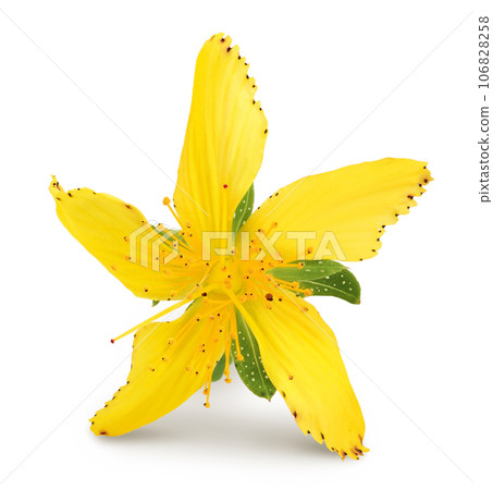 saint john's wort or Hypericum flowers isolated on white background 106828258