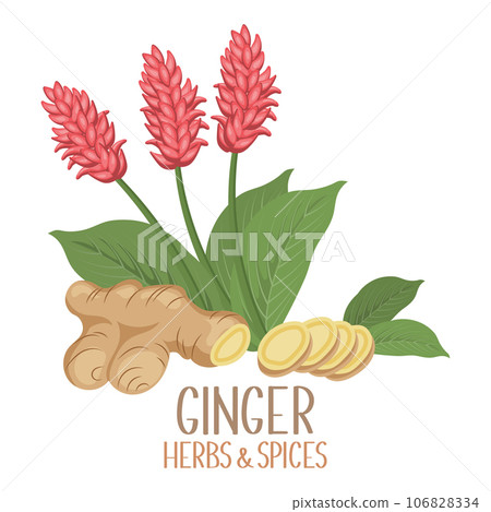 Ginger roots, slices and flowers. Herbs and spices. Illustration, vector Ginger roots, slices and flowers. Herbs and spices. Illustration, vector 106828334