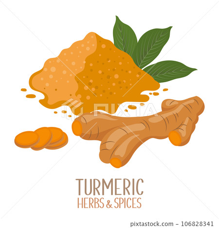 Turmeric root and dry turmeric powder. Herbs and spices. Curcumin. Illustration, vector 106828341
