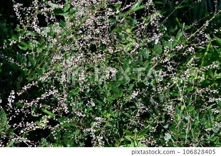 Nusubitohagi的花 106828405