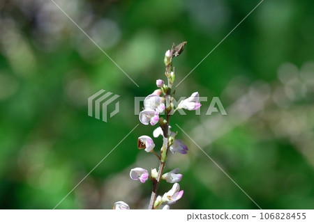 Nusubitohagi's flower 106828455