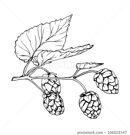 Fresh green hop. Graphic hand drawn illustration for Octoberfest. Vector sketch for ornament or any design 106828547