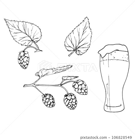Fresh green hop. Glass of beer. Graphic hand drawn illustration for Octoberfest. Vector sketch for ornament or any design 106828549