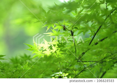 新鮮的綠色季節 新鮮的綠色季節 106828583