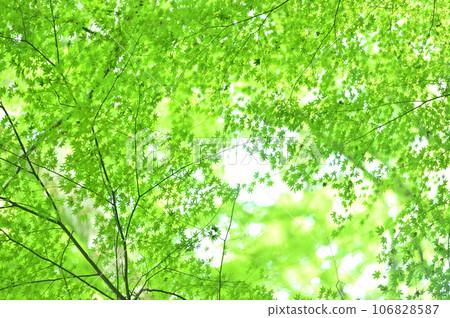 Fresh green season Fresh green season 106828587