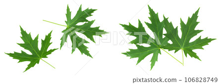 Silver maple leaf isolated on a white background. Top view. Flat lay Silver maple leaf isolated on a white background. Top view. Flat lay 106828749