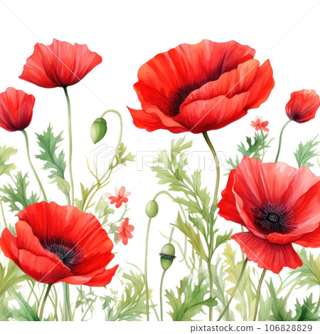 Watercolor poppy flowers background 106828829