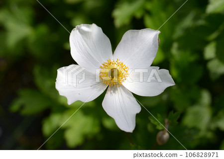 打破碗花花 106828971