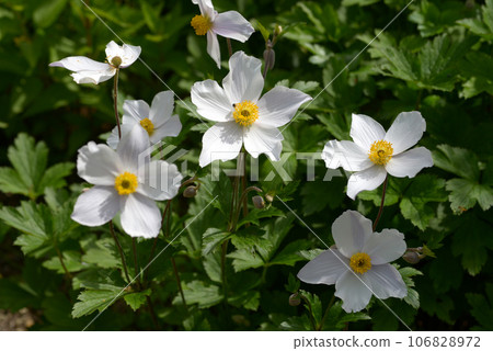 打破碗花花 106828972