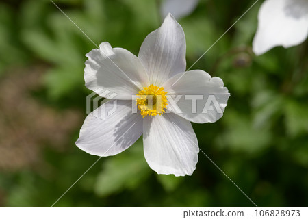 打破碗花花 106828973