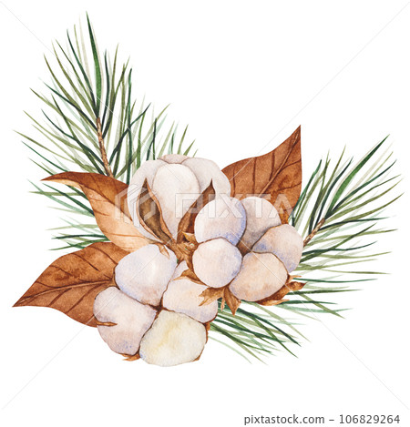 Watercolor illustration of cotton buds, dry leaves with pine branches. Isolated cliparts. Realistic botanical composition. Wedding invitation, Holiday, New Year clipart, decorations, Greeting card Watercolor illustration of cotton buds, dry leaves with pine branches. Isolated cliparts. Realistic botanical composition. Wedding invitation, Holiday, New Year clipart, decorations, Greeting card 106829264