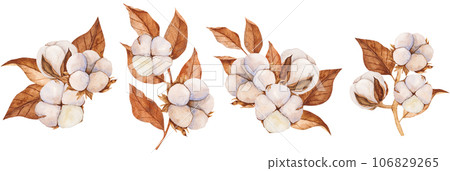 Watercolor illustrations of cotton buds and dry leaves. Isolated cliparts. Realistic botanical composition. Wedding invitation, Holiday Winter Set, New Year clipart, decorations, Greeting card 106829265