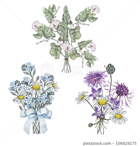 Set of three summer bouquets of wild flowers. Mullein, bindweed, bluebell flower, forget me not, chamomile, korostavnik, cornflower. Watercolor illustrations Set of three summer bouquets of wild flowers. Mullein, bindweed, bluebell flower, forget me not, chamomile, korostavnik, cornflower. Watercolor illustrations 106829275