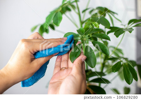Close up of womens hands in blue clothes, wiping the green leaves of the scheffler flower 106829280