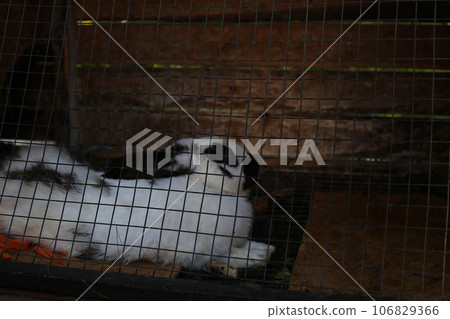 White and black hare in a cage. A rabbit behind bars lies in a small wooden booth, a captive animal in a zoo White and black hare in a cage. A rabbit behind bars lies in a small wooden booth, a captive animal in a zoo 106829366