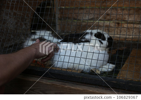 Mans hand tries to stroke a hare locked in a cage through bars in a zoo, protection and pity for animals in captivity Mans hand tries to stroke a hare locked in a cage through bars in a zoo, protection and pity for animals in captivity 106829367