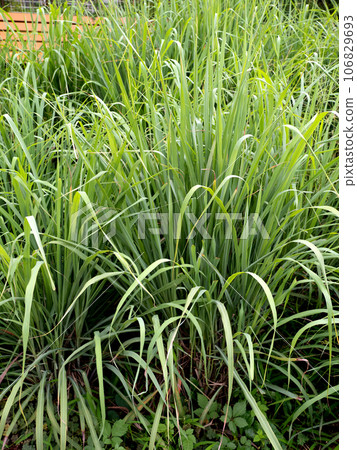 Herb lemongrass Herb lemongrass 106829693