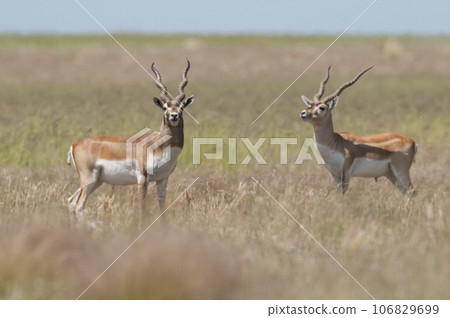 Blackbuck Antelope in Pampas plain environment, La Pampa province, Argentina Blackbuck Antelope in Pampas plain environment, La Pampa province, Argentina 106829699