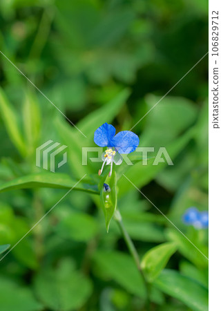 可愛的盛開的白晝花 106829712