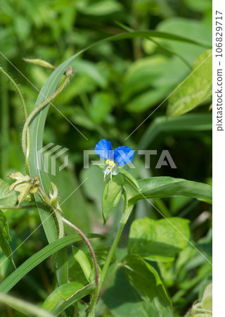 可愛的盛開的白晝花 106829717