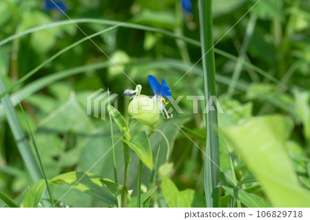 可愛的盛開的白晝花 106829718