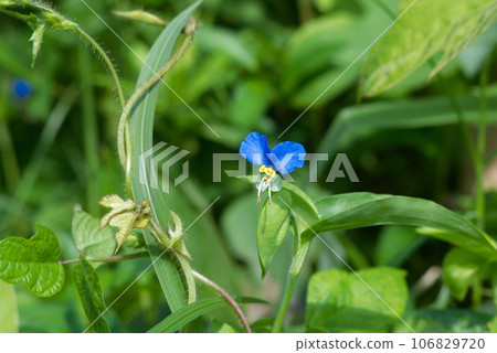 可愛的盛開的白晝花 可愛的盛開的白晝花 106829720