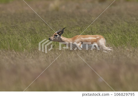 Blackbuck Antelope running in Pampas plain environment, La Pampa province, Argentina Blackbuck Antelope running in Pampas plain environment, La Pampa province, Argentina 106829795
