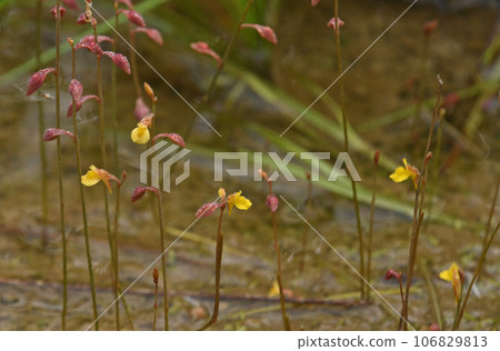 A cute cluster of small yellow flowers of carnivorous plants that grow in wetlands. 106829813