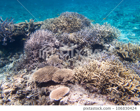 八重橋美麗的珊瑚礁 106830424
