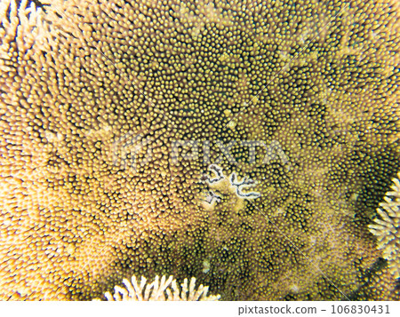 八重橋美麗的珊瑚礁 106830431