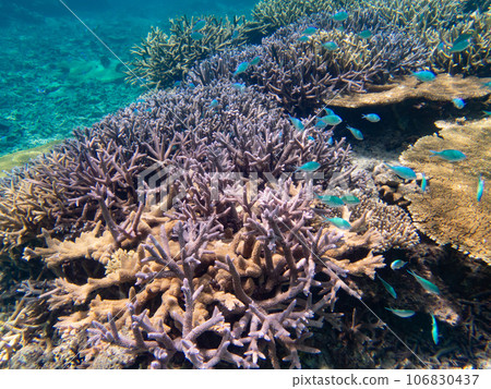 八重橋美麗的珊瑚礁 106830437