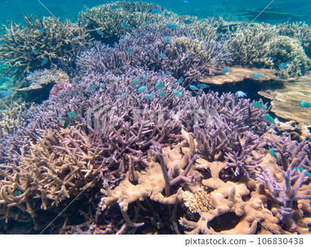 Beautiful coral reef in Yaebashi 106830438