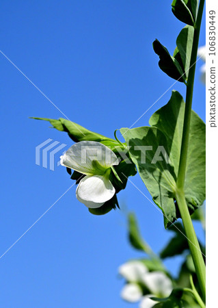 White pea flowers were blooming in the vegetable garden on the bank. 106830449