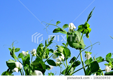 White pea flowers were blooming in the vegetable garden on the bank. White pea flowers were blooming in the vegetable garden on the bank. 106830450
