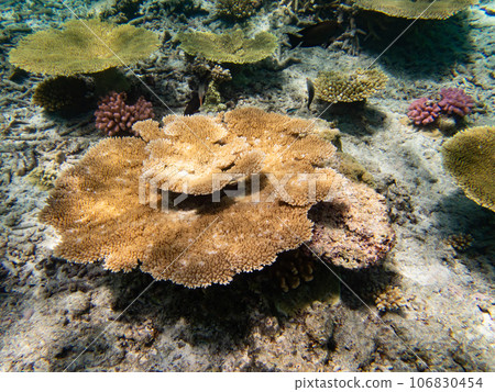 八重橋美麗的珊瑚礁 106830454
