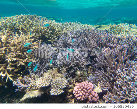 八重橋美麗的珊瑚礁 106830456