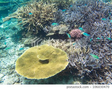 八重橋美麗的珊瑚礁 106830470