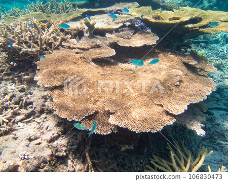 八重橋美麗的珊瑚礁 106830473