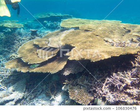 八重橋美麗的珊瑚礁 八重橋美麗的珊瑚礁 106830476